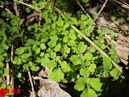 牛年七月初五出生吉利，時辰擇吉更佳