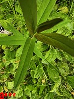 六十甲子日柱简批命运