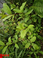 年紀越大越有魅力的男人八字特點