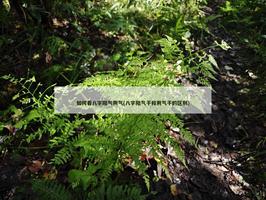 如何看八字阳气阴气(八字阳气干和阴气干的区别)