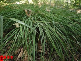 正印格男命桃花运势解析：爱情运势如何？