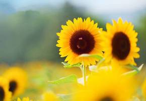 周易運勢網站準確度如何？