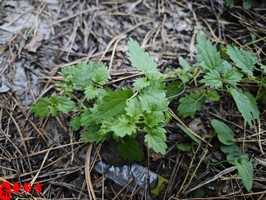 傷官格男命運勢解析與最佳化建議