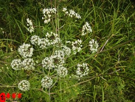 怎樣的八字會比較有出息