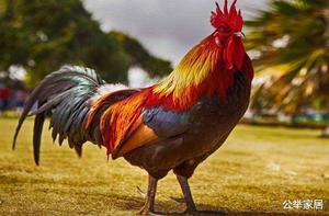 下半年生肖鸡健康预警：关注养生，防病为先