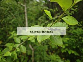 中華第一算命網：蓄勢待發的庚金