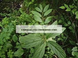 生來就有臉上的八字(批八字算命最準的生辰八字算命)