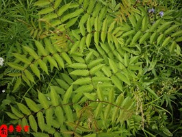 怎样的男人八字注定光棍命呢