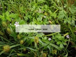 己酉日的“爱别离”