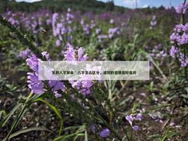 八字怎么区分，遇到的感情是好是坏