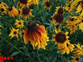 未来晚年幸福的人八字如何看