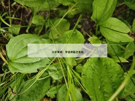 神算網：歲運並臨之吉凶