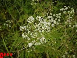 注定會成為剩女的命理特徵