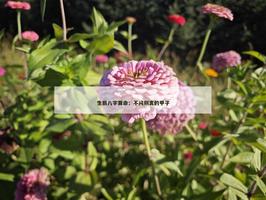 在線人工算命：不問別離的甲子