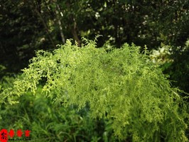 如何自主预测姻缘运势？学会自测姻缘方法，把握爱情命运！