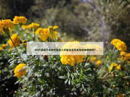 圣诞节出生的生辰八，这天出生的命理如何？