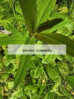 算命街：己土和庚金的遇見