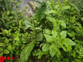 怎樣八字的女人注定會嫁貴夫