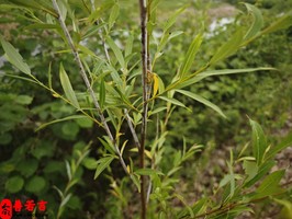 八字知識之歲運並臨是怎麼回事？