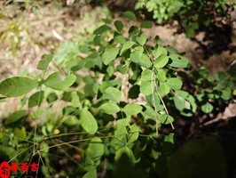 七殺格女命運勢解析：一生命運走勢與化解之道