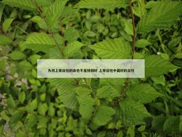 為何上等日柱的命也不是特別好 上等日柱中最好的日柱