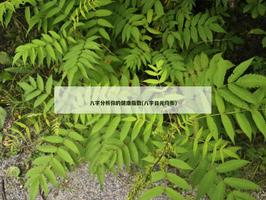 八字分析你的健康指數(八字日元均衡)