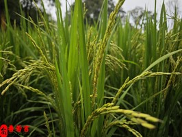 八字的日月柱怎樣看婚姻