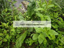 八字看另一半情欲(从八字看配偶爱不爱自己)