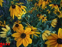 注定富貴的男人八字有何特徵