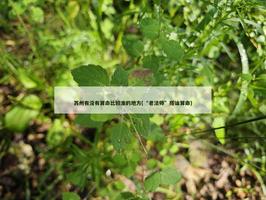 蘇州有沒有算命比較準的地方