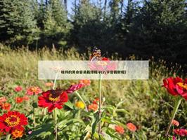 啥样的男命容易戴绿帽子(八字官戴财帽)