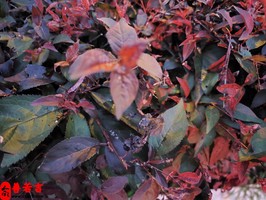 怎樣八字特徵的男人不顧家呢