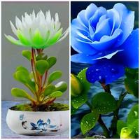 五行缺水女人宜養水生植物，家中擺放增水旺。