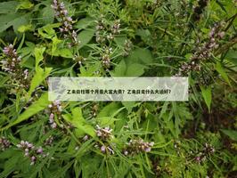 乙未日柱哪个月是大富大贵？乙未日走什么大运好？