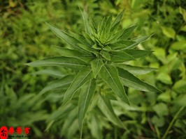 娶不到好老婆的男人八字特征