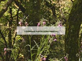 八字看偏房妾命(女命对夫无益再嫁,做偏房可以)