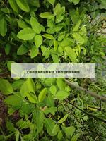 乙卯日柱女命運好不好 乙卯日柱的女命解析