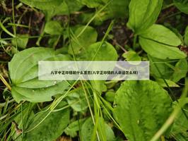 八字中正印格就什麼意思(八字正印格的人命運怎麼樣)