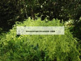 丙午日柱男不能嫁 丙午日柱配偶一定遭殃