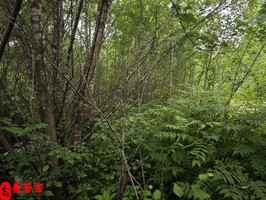 丙辰日柱的人的性格