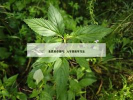 免費算命技巧：八字簡易學習法