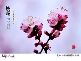 三月情缘，梦境花香随心动
