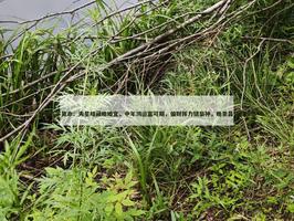 夫星暗藏晚婚宜，中年鴻運富可期，偏財揮力鎮梟神，晚景昌盛壽南山