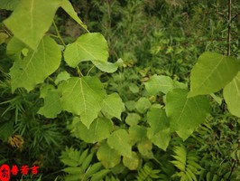八字兩大論命體系中“用神”的含義和區別