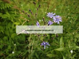 八字金多的人帥(配偶帥氣英俊的女命八字)