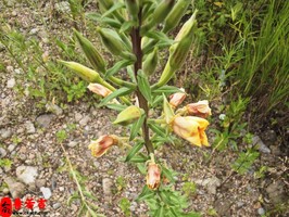 男命八字四柱是否純陽特徵