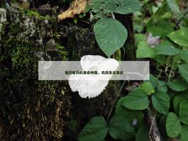 強烈推薦的算命神器，農曆生日算命