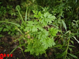 女性命中有两段婚姻如何测算？八字命理解析婚姻运势