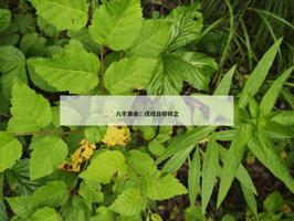 乾坤網：戊戌日碎碎念