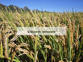 命上帶七殺好不好？婚姻事業命運如何